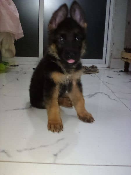 dog German Shepherd male female available puppy's for sale 1