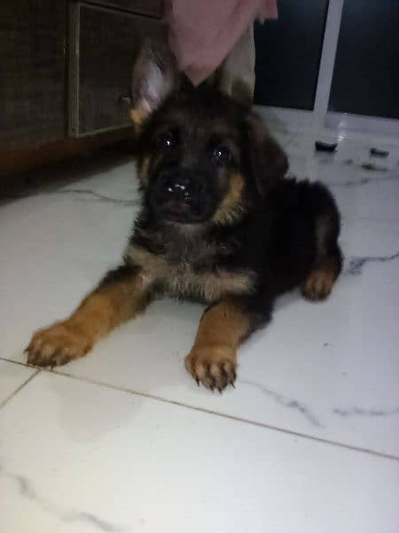 dog German Shepherd male female available puppy's for sale 0