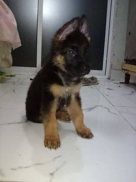 dog German Shepherd male female available puppy's for sale 3