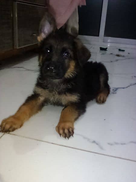 dog German Shepherd male female available puppy's for sale 5