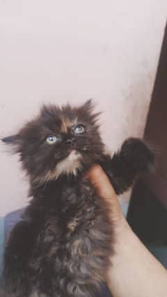 Persian kitten urgent sale 0