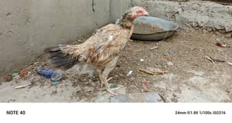 aseel hen available for new home egg laying healthy and active 0