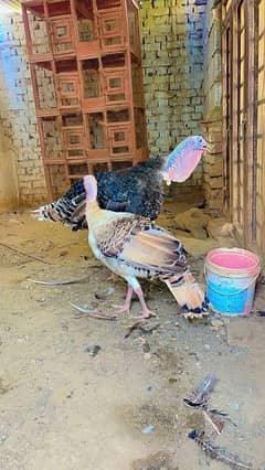 Turkey birds & shamo , thai chicks for sale 0