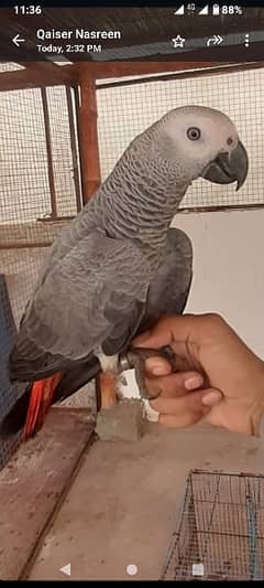 Grey parrot hand tame.