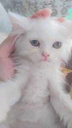 PERSIAN KITTEN