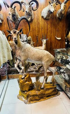 Sindh ibex