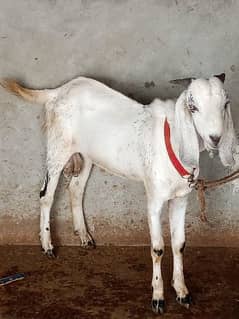 Kheera Bakra jora Goat