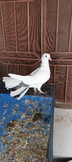 Lucky kabotar 1 male 3 female total price 3500 number 03082885991