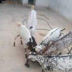 MAKHA CHENI GOATS AVAILABLE FOR SALE CONTACT 03344375444