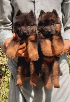 German Shepherd double pair for sale age 2 mans