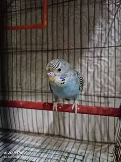 home breed budgie