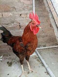 Desi Golden Murgha For Sale