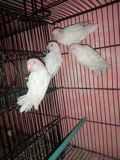 Albino  red eyes, creamino, parblue pestal ino  03356562183