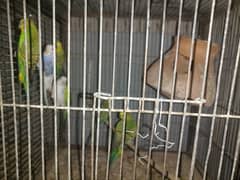 8 budgies for sale 2000
