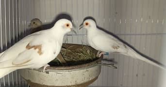 Red Pied Doves Breeder Pairs