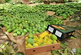 Bukhari Agro Farms Mangoes