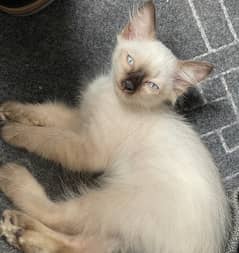 Siamese kitten for sale! along with cat food a litter box, and litter.