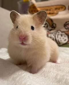 BEAUTIFUL HAMSTER BABY'S FOR SELL