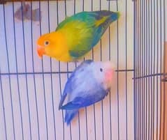 parblue oplines blue oplines violet opline Top Quality Lovebirds