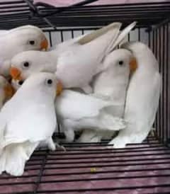 albino Siprit red eye 03162127349 0