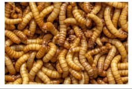 Mealworms 1 rupy per piece