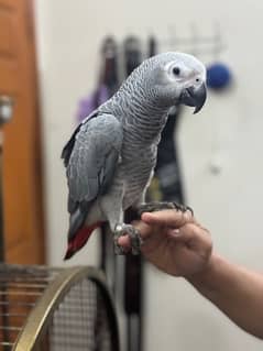Female African Grey 6 Months old