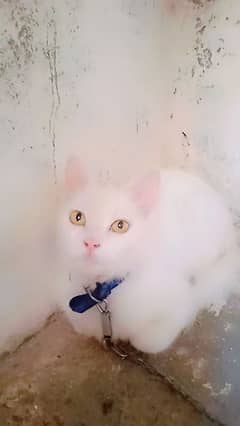 white Persian cat 0