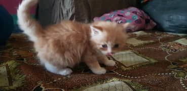 perssion tripple coat kittens