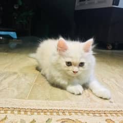 2    kittens male triple coat