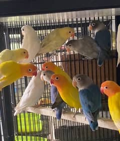 ready to Breed pair available. WhatsApp ; 03055323399