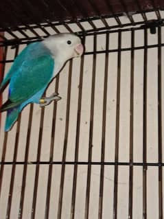 love bird pair for sale