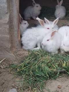 angora rabbit pair for sale