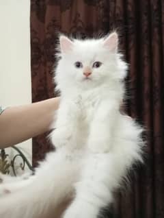 Persian kittens white triple coat
