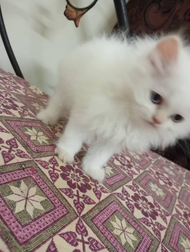 Persian kittens white triple coat 1