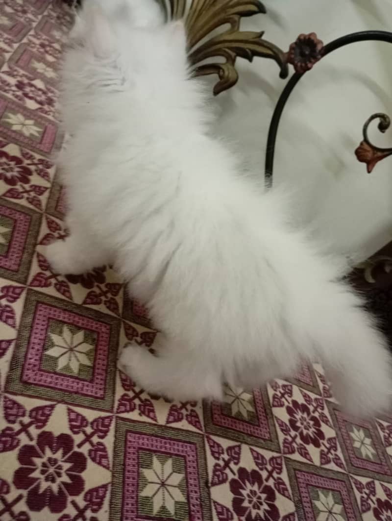 Persian kittens white triple coat 2