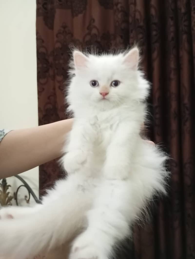 Persian kittens white triple coat 3