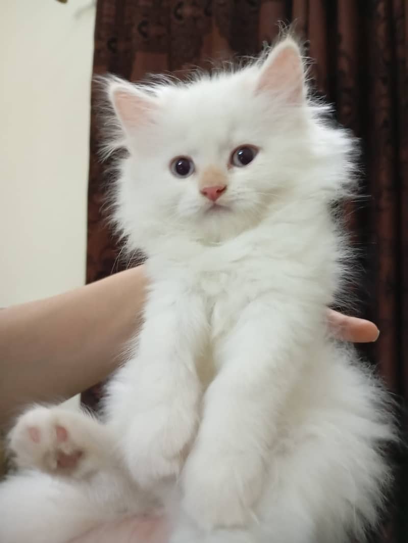 Persian kittens white triple coat 4