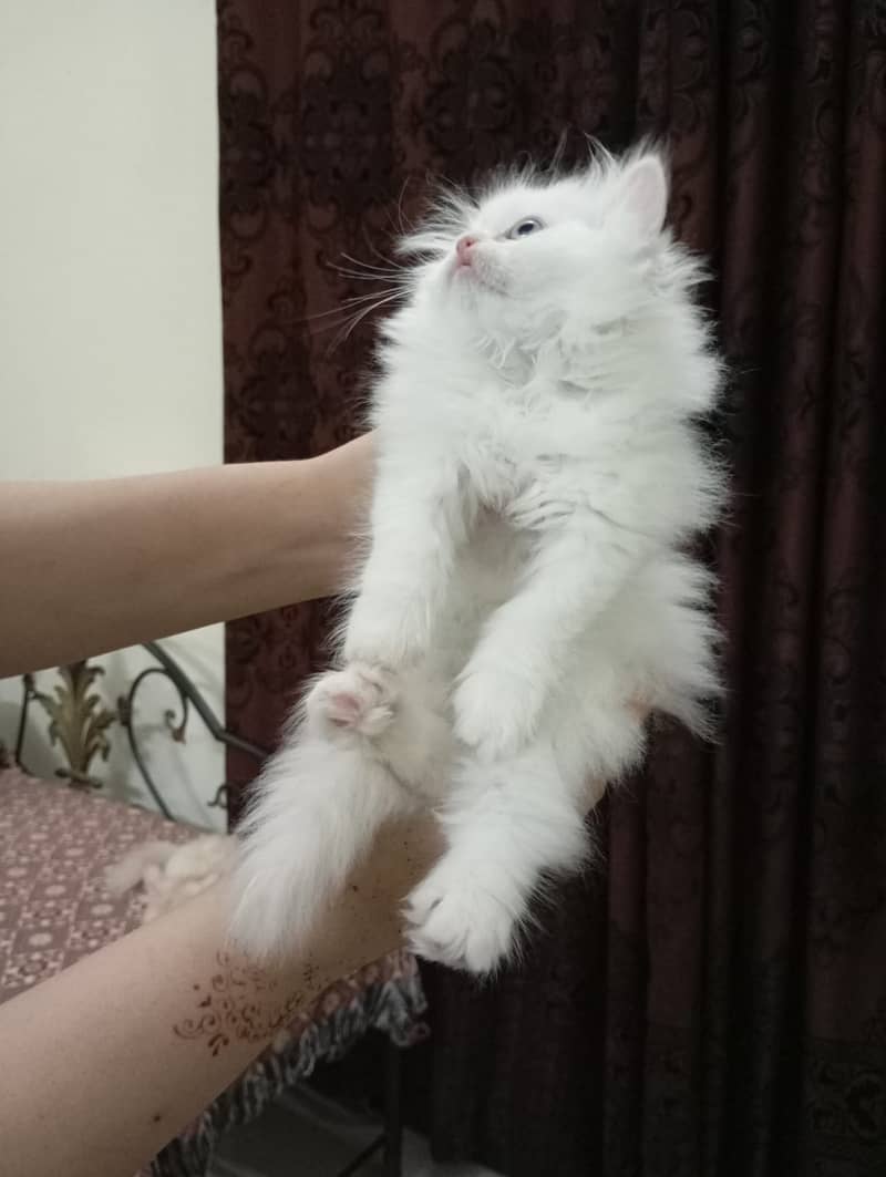 Persian kittens white triple coat 5