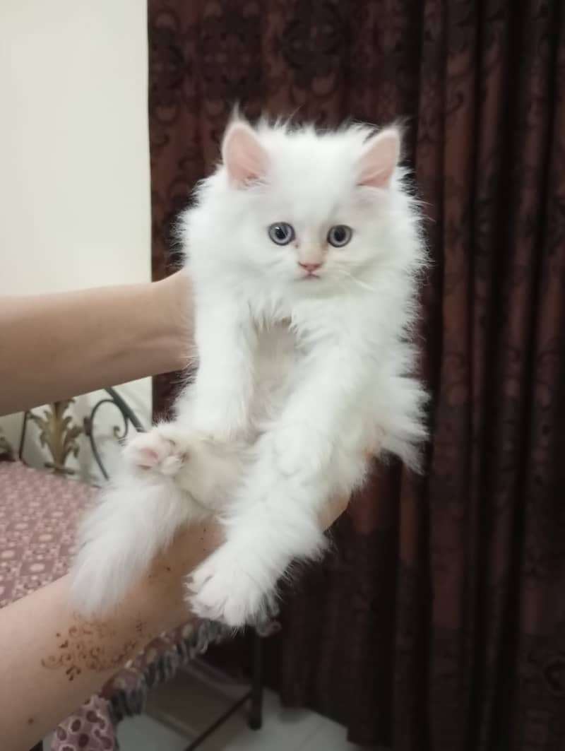 Persian kittens white triple coat 6
