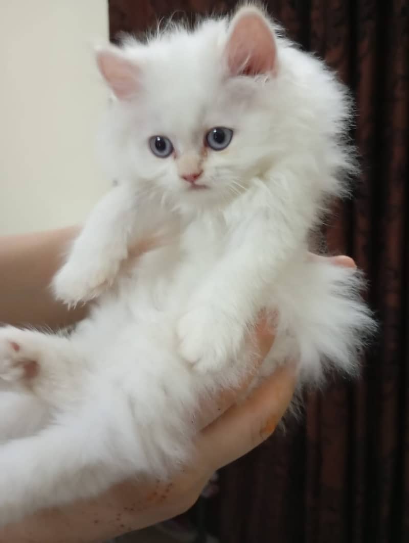 Persian kittens white triple coat 7