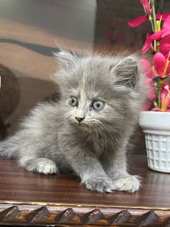 Persian kitten 0