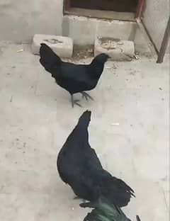 ayam cemani grey toungue