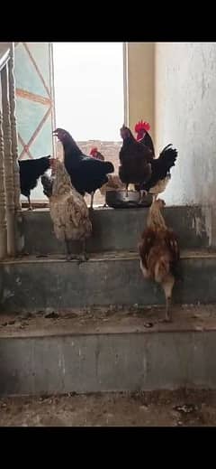 Desi Hens. eggs lying 0