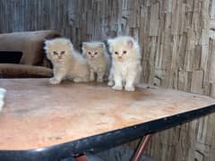 Brown Persian Kitten 0