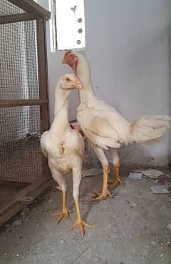 paper white short beak o shamo pair