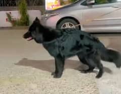 Pink pedigree solid black German Shepherd stud male