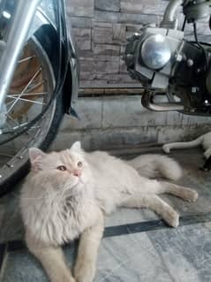 Coco Persian Cat for sale