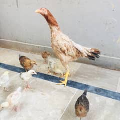 aseel hen with 7 chicks