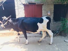 Australian cow 9 month pregnant