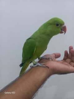 parrot tame parrot